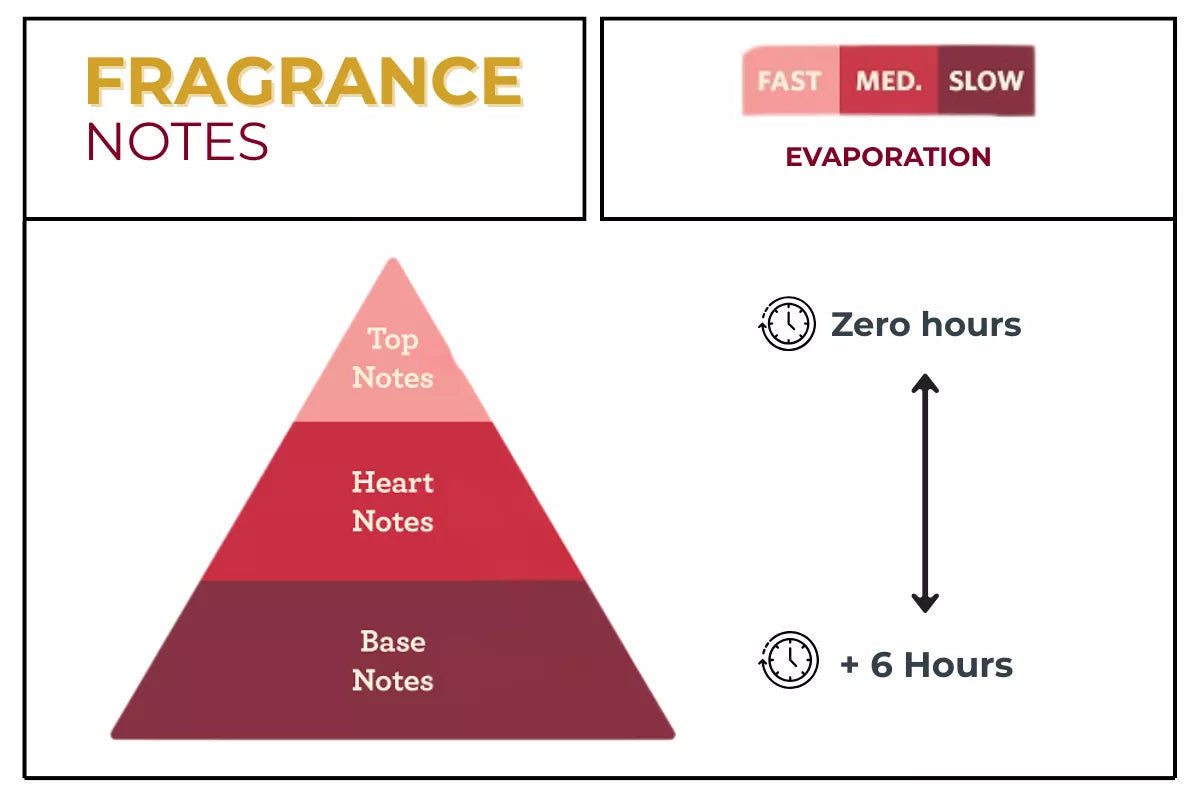 What do perfume “notes” (top, middle, base) mean?